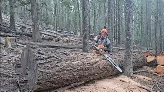 BUCK IT Stihl 500i ported. #gopro #firewood #friends #teamwork