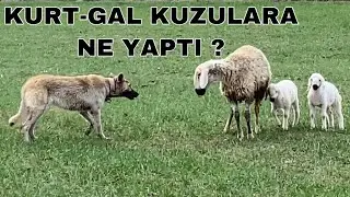 KANGAL WOLF HYBRID ATTACKED THE SHEEP