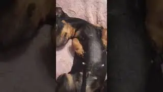 Пучебрюхий крепожуй🤗