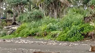 panen ikan nila merah gassskeun #videoviral#trending @egesngaprak oficial