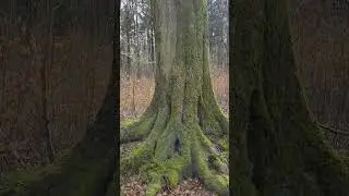 #shorts Huge Tree #nature #youtubeshorts #trending #satisfying #viral