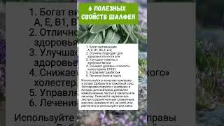 Шалфей.. полезно знать