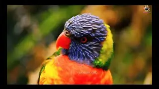 Zoo Bird I Birds, Parrots I Birds Sound & Voice I World Rare Birds and Parrots Video