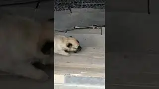 Наш пёс:)