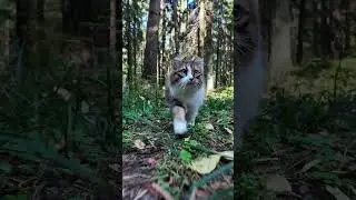 Кто молодец? Плюх молодец!🐯 Кот Плюх.
