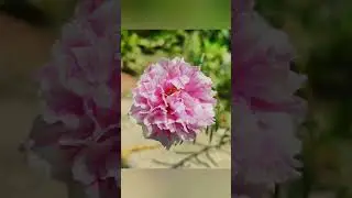 Subscribe for more photography videos 