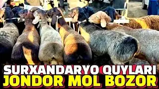 BUXORO JONDOR/MOL BOZOR/QUY ECHKI NARXLAR 09.07.2023