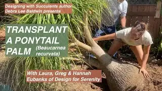 How Pros Transplant a Big Succulent Tree
