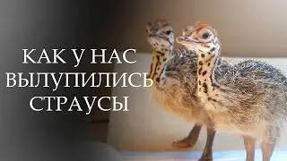 ОНИ ВСЕ-ТАКИ ПОЯВИЛИСЬ!