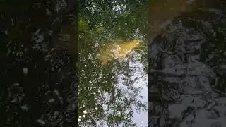 Режу сеть, спасаю линя
