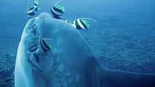 Swiming with mola mola
