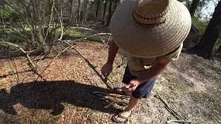 Fig Tree Renovation Prunning Year 2
