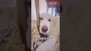 Zoe the Pyrenees Reacts To Elon Musk's Latte Tweet