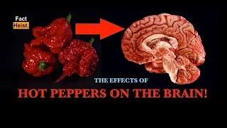 HOT PEPPERS AND YOUR BRAIN .