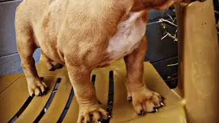 Dog therapy