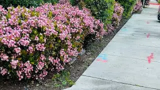 Walking it’s nice weather today