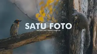 Satu Foto : Satwa Liar Taman Kampus (Relaxing POV)