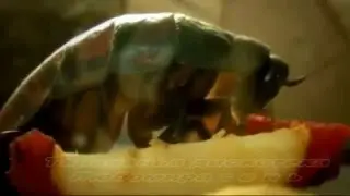 Тараканья дискотека