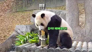 푸바오의 빼빼로 먹는 방법🍫 (feat. 작은할부지)