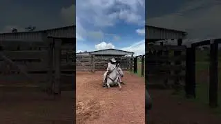 Mula que vai pra rifa