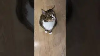 Умный кот Вася говорит мяу
