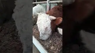 бука бокиш 
