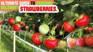 🍓🌱 The Ultimate Guide to Growing Delicious Strawberries 🌞❄️All Year Round in Your Backyard