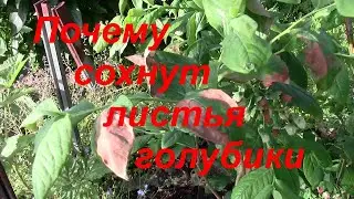 Почему сохнут листья голубики.Возможная причина.