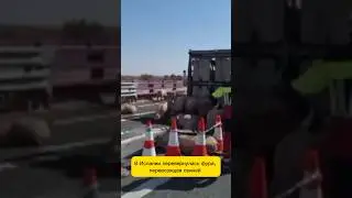 В Испании перевернулась фура, перевозящая свиней #новостииспании #испания