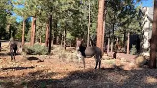 Morning Donkeys taking a morning walk