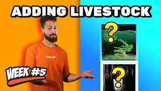 12 Week Reef | Video 5. Instant Aquarium, Easy Equipment Tuning