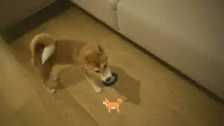 Shiba Inu Playing - A Shiba Named Killua