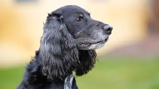 Can Cocker Spaniels be Trained to Be Emotional Support Animals?