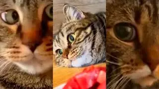 Lovely Funny Pets || A Cute Compilation