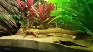 The Rope fish! (Reed fish)