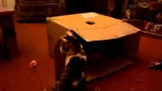 My cat attacks box