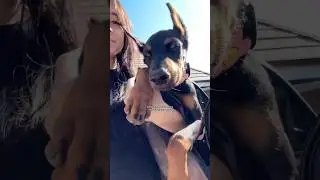 Come with me to take my dogs to bitework training #doberman #belgianmalinois #dogtraining