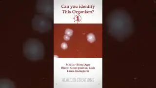 Can you guess these Colonies ? 🤔🧐🤓 #quiz 335  #shorts