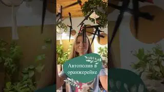 Автополив в доме🤪🌿💚 Иногда фантазия отрицает правила..и это здорово🔥#комнатныерастения #полив