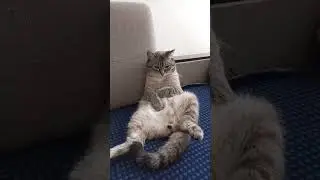 Кот ,все как обычно.