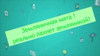 земляничная мята это реально яркий запах земляники ! Мелиса и Стевия заменитель сахара природный.