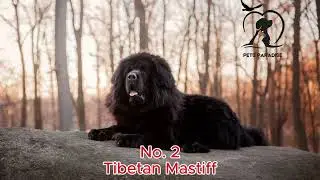 বিশ্বের ব্যয়বহুল ৫টি পোষা প্রাণী 