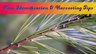 How to Identify Eastern White Pine Trees (Pinus strobus) and Virginia Pine Trees (Pinus virginiana)