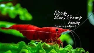Bloody Mary Shrimp family
