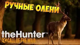 theHunter Call of the Wild #19 - Ручные Олени | Patch 1.17.1