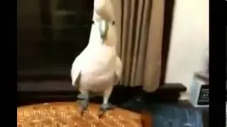Опа! Попугай отжигает под клип Гангам Стайл
