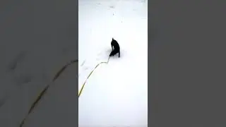 Ягдтерьер Жора..первый раз на поводке..