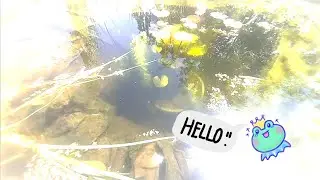 Кто живёт в моем пруду? 😳