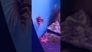 Океанариум! Что это за рыба ? Немо ? !