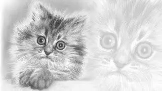 Как нарисовать котенка карандашом